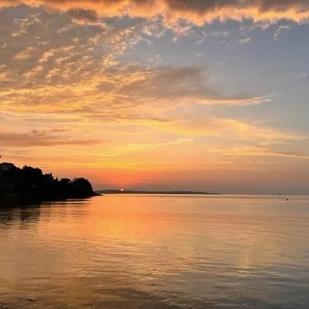 Palm - Brand New - Oasis Of Calm Cannes